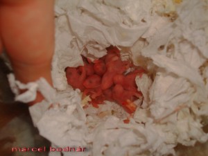 novorodenci-skrecka-syrskeho-zlateho.jpg